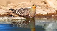 This desert bird’s feathers could inspire a new, slosh-free water bottle