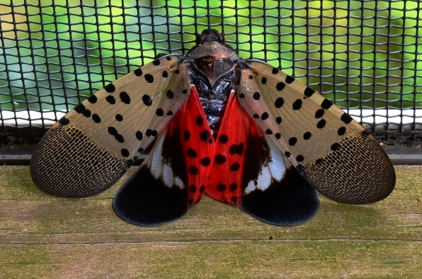 Spotted lanternflies are about to hatch—and they’re going to be thirsty | DeviceDaily.com
