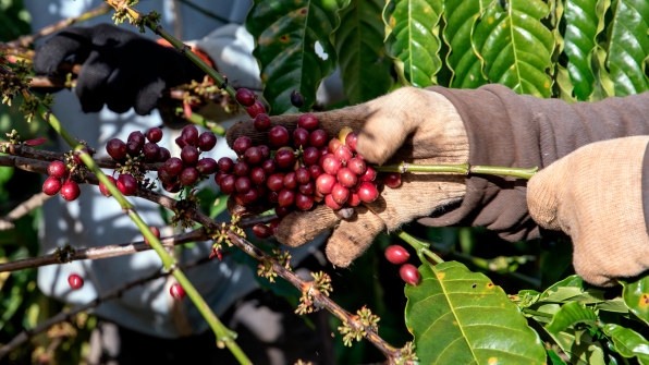 Why Vietnam is about to be the next big thing in organic coffee | DeviceDaily.com