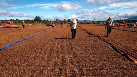 Why Vietnam is about to be the next big thing in organic coffee