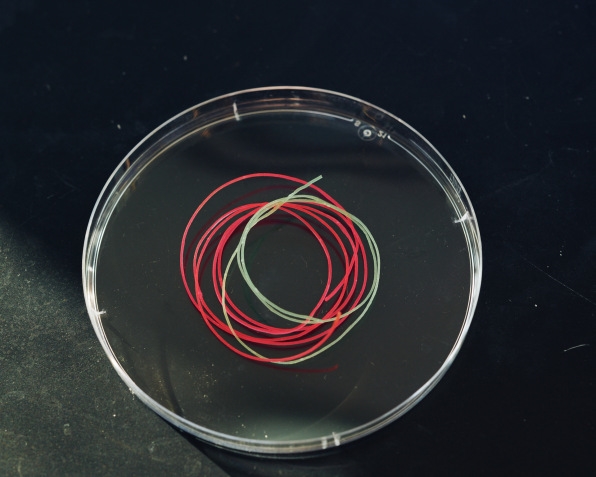 This biotech startup wants to color your clothes with natural proteins—not toxic dyes | DeviceDaily.com This biotech startup wants to color your clothes with natural proteins—not toxic dyes | DeviceDaily.com