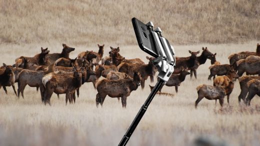 Selfie-seeking humans can’t stop dangerously interacting with wild animals at national parks