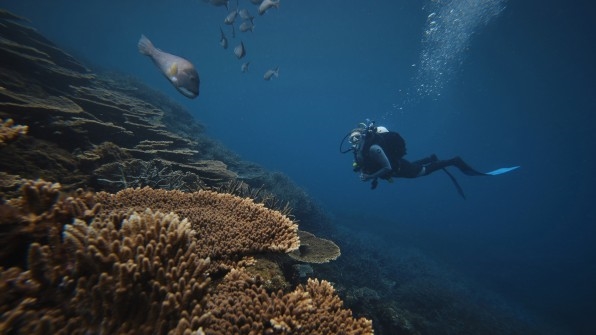 These ‘skeletons’ are made from construction waste and could help restore coral reefs at a massive scale | DeviceDaily.com