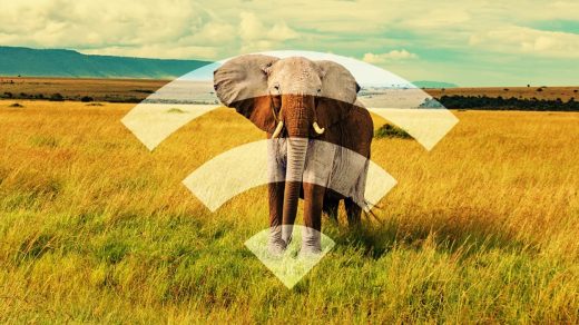 How Africa’s largest IoT conservation network supports wildlife protection