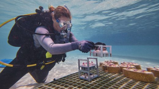 These ‘skeletons’ are made from construction waste and could help restore coral reefs at a massive scale