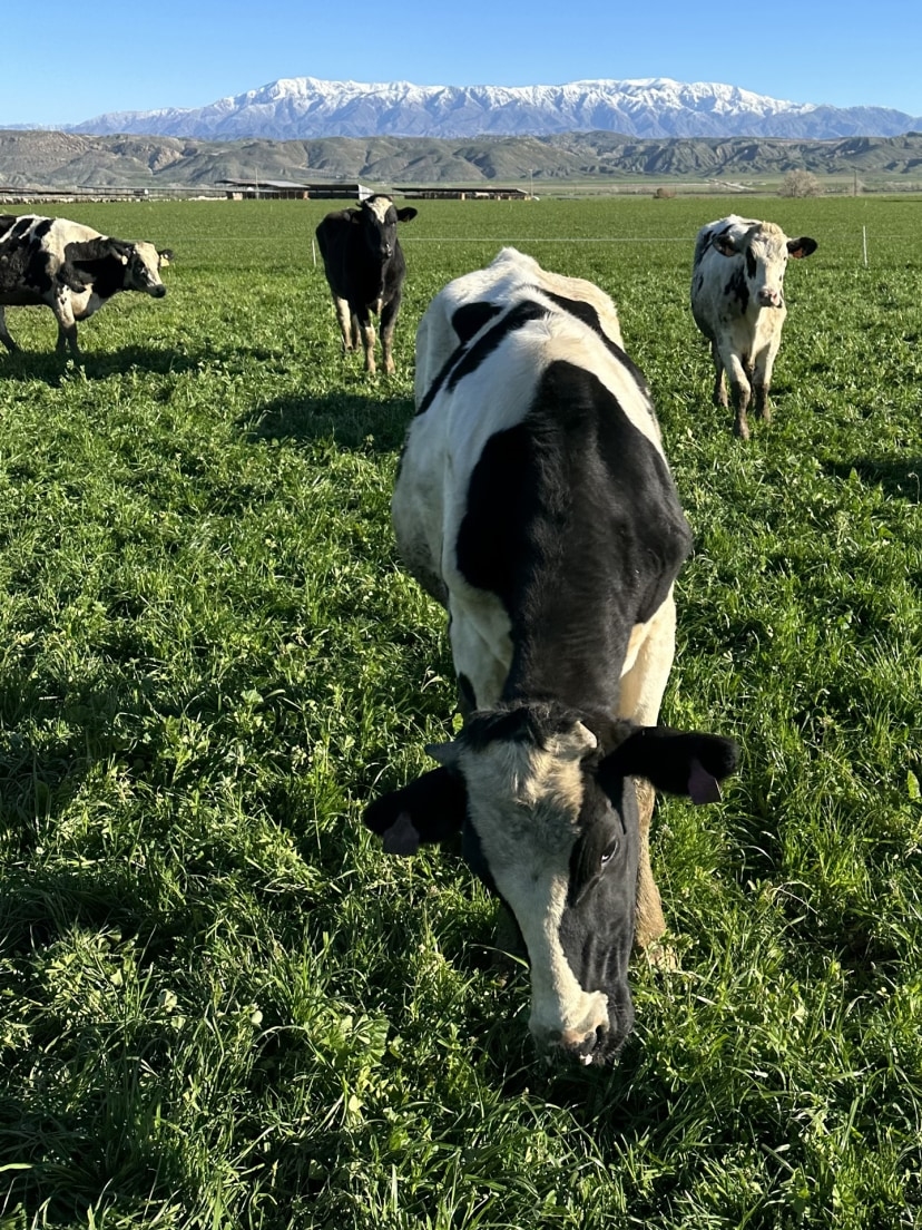 Why this lab-meat startup is keeping cows in the equation | DeviceDaily.com