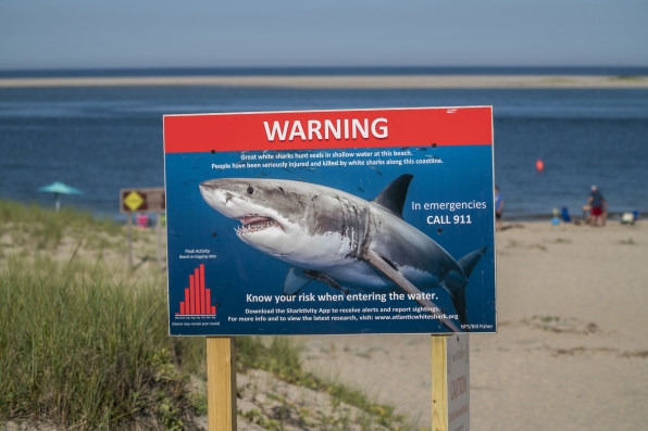 Shark sightings are on the rise at Northeast beaches. Here’s how climate change plays a part | DeviceDaily.com