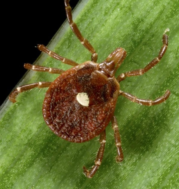 Tick bite warning: CDC says alpha-gal syndrome is making Americans allergic to red meat | DeviceDaily.com