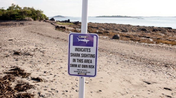 Shark sightings are on the rise at Northeast beaches. Here’s how climate change plays a part | DeviceDaily.com