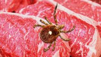 Tick bite warning: CDC says alpha-gal syndrome is making Americans allergic to red meat