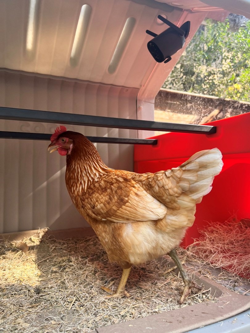 The smart home of the future is here—and it’s for chickens | DeviceDaily.com