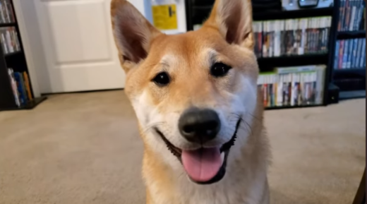 The next Awesome Games Done Quick will feature a speedrun by a Shiba Inu