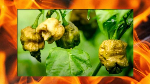 The world’s spiciest Pepper X is so hot right now—but it’s nearly impossible to buy. Here’s why