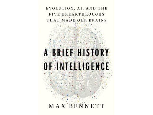What the evolution of our own brains can tell us about the future of AI