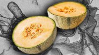 Salmonella cantaloupe outbreak: Contaminated cantaloupes leave dozens ill or hospitalized, says FDA