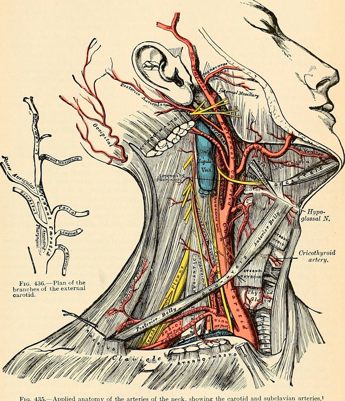 Illustrators are the hidden heroes of medicine | DeviceDaily.com