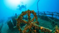 Sunken ships, voting machines, and oil rigs—how artificial reefs are changing the ocean