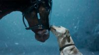 Budweiser’s new Super Bowl ad has a cute dog, majestic Clydesdales—but no heart