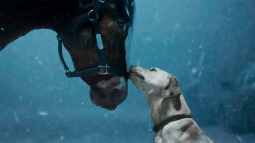 Budweiser’s new Super Bowl ad has a cute dog, majestic Clydesdales—but no heart