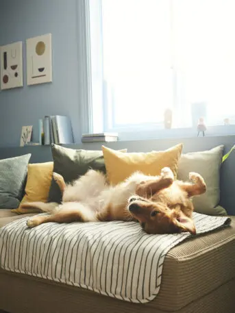 Ikea designed a new collection of beds, bowls, and toys for your pet. But only if they’re a good boy | DeviceDaily.com