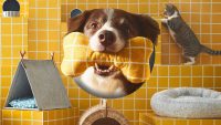 Ikea designed a new collection of beds, bowls, and toys for your pet. But only if they’re a good boy