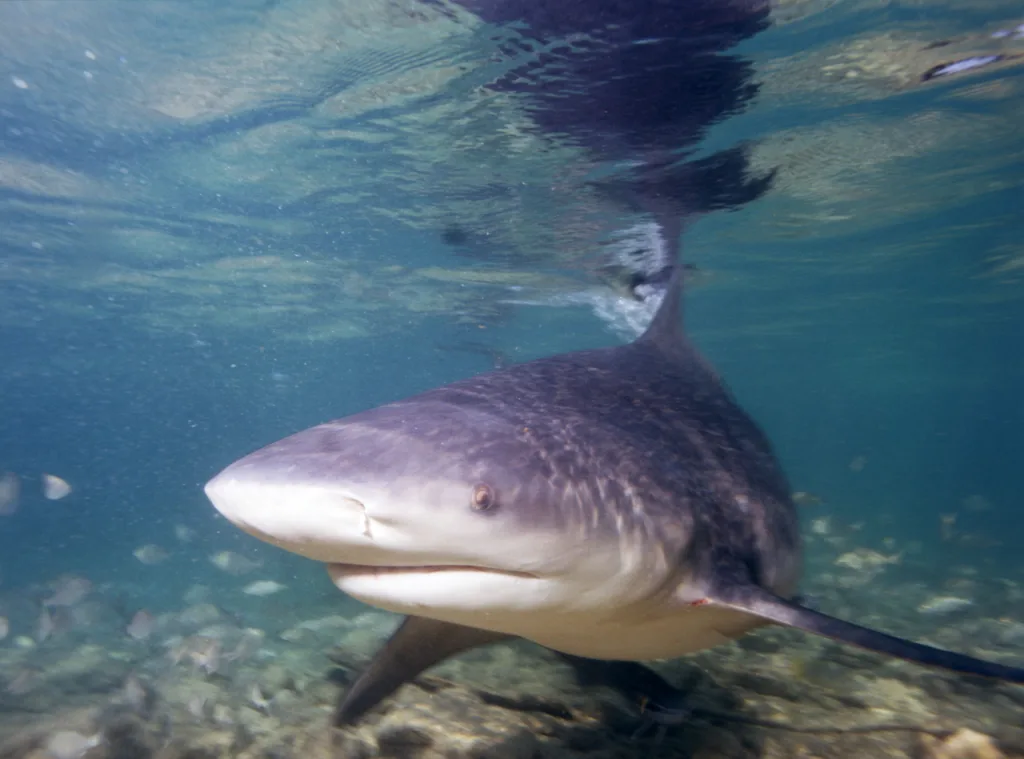 As the planet warms, baby bull sharks are thriving | DeviceDaily.com As the planet warms, baby bull sharks are thriving | DeviceDaily.com