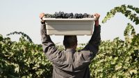 California’s economy depends on undocumented immigrants—to the tune of $151 billion