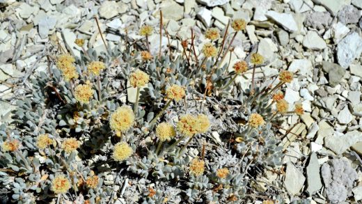 Biden adminstration completes key environmental report needed for a lithium mine