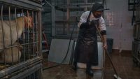 NYC shuts down live poultry markets over bird flu outbreak