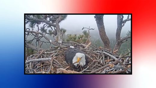 Take a break from tracking the price of eggs and watch real drama unfold on the bald eagle nest cam