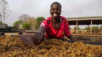 Could this rare bean be the solution to the global coffee crisis?