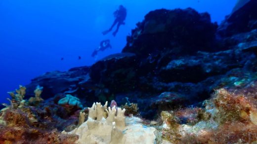 84% of the planet’s coral is now impacted by the worst reef bleaching event ever