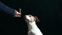 From training dogs to intelligent machines: Here’s how reinforcement learning is teaching AI