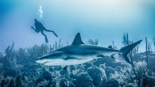 Influencers are being blamed for a rise in shark attacks