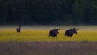 Need a moment of zen? Millions are captivated by this livestream of the Great Moose Migration in Sweden