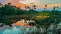 South Florida gets its drinking water from the Everglades—but it’s increasingly under threa
