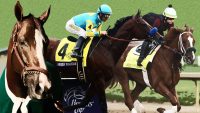 11 reasons why racehorses end up with such weird names