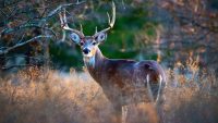 How white-tailed deer came back from the brink of extinction