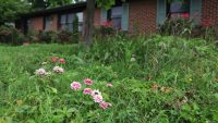 Some homeowners are tired of overly manicured lawns—so they’re embracing No Mow May all year