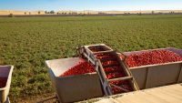 Trump abruptly stopped paying farmers to feed in-need Californians—so they fought back