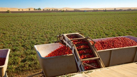 Trump abruptly stopped paying farmers to feed in-need Californians—so they fought back