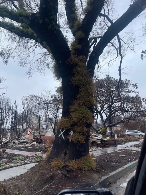 As Los Angeles rebuilds, a fight is brewing over landscaping rules designed to prevent future fires | DeviceDaily.com