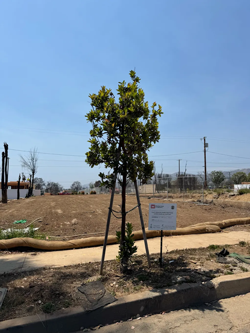 As Los Angeles rebuilds, a fight is brewing over landscaping rules designed to prevent future fires | DeviceDaily.com