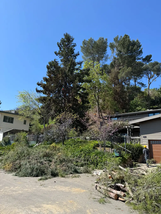 As Los Angeles rebuilds, a fight is brewing over landscaping rules designed to prevent future fires | DeviceDaily.com