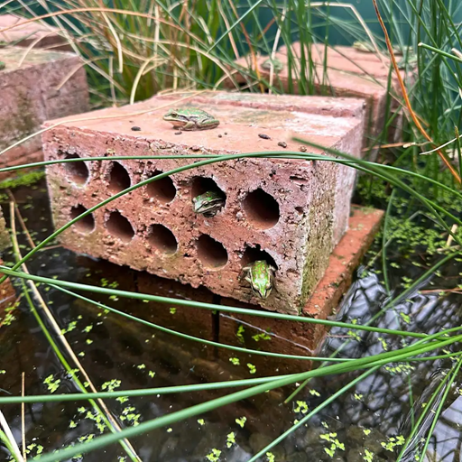 These saunas and spas for frogs could bring a species back from the brink of extinction | DeviceDaily.com