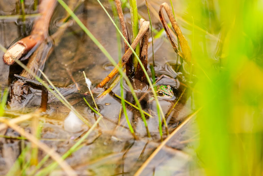 These saunas and spas for frogs could bring a species back from the brink of extinction | DeviceDaily.com