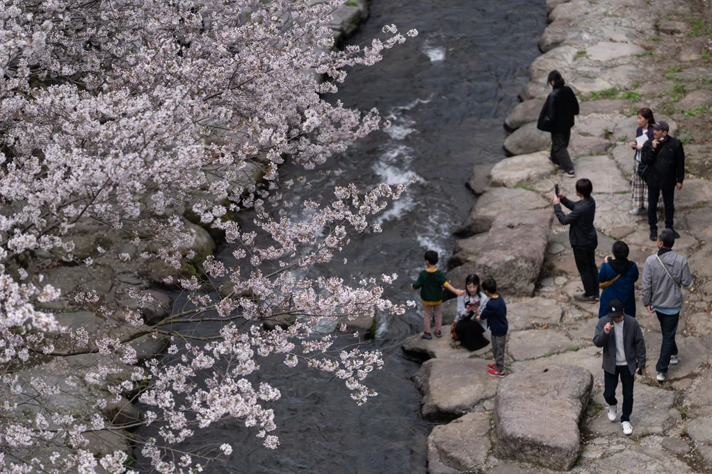 Japan’s beautiful cherry blossoms are facing an ugly threat | DeviceDaily.com Japan’s beautiful cherry blossoms are facing an ugly threat | DeviceDaily.com